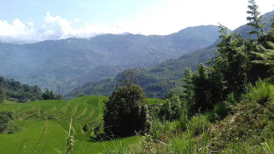 rice-fields