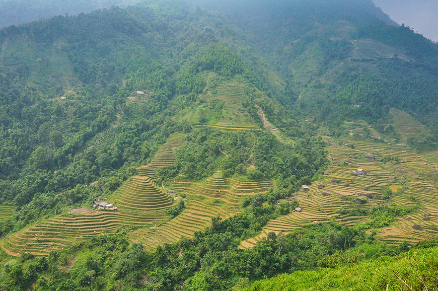 rice-fields_hoang-su-phi